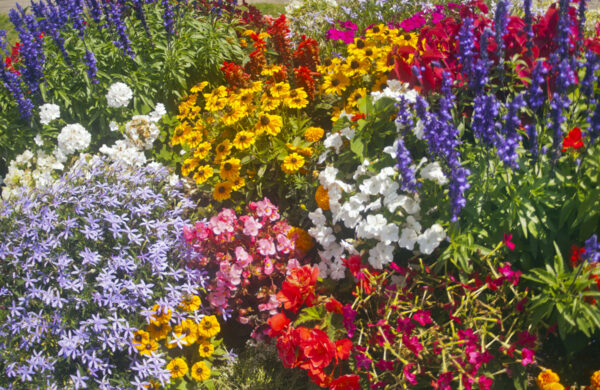 A vibrant display of colorful flowers, including purple, yellow, red, and white blooms, arranged in a lush garden setting.